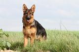 BERGER ALLEMAND 764